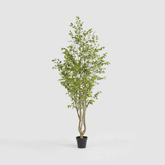 Ficus Variegated Real Touch Tree 270cm