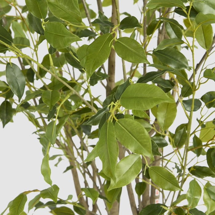 Ficus Variegated Real Touch Tree 270cm
