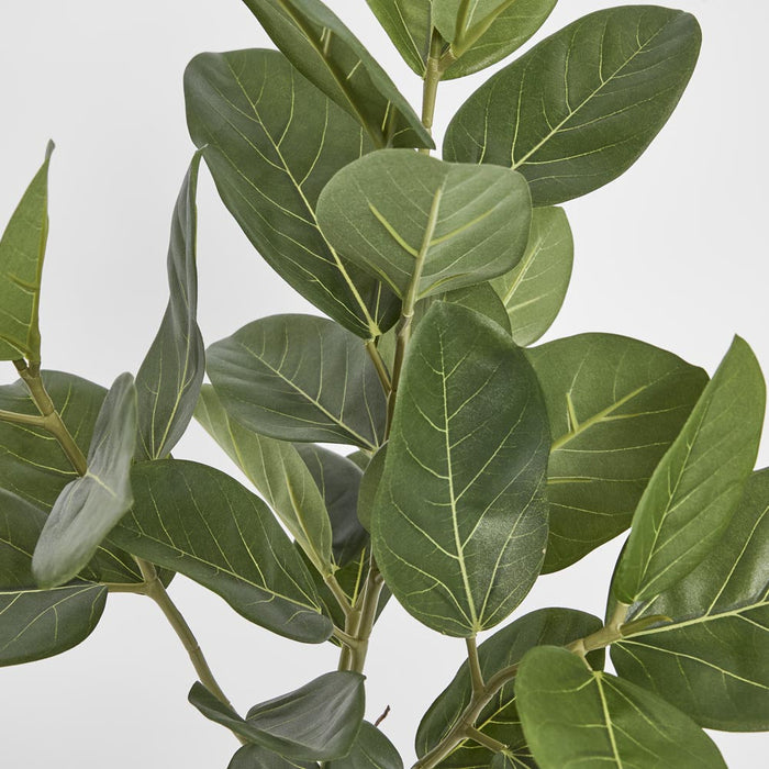 64cm Potted Audrey Ficus Tree