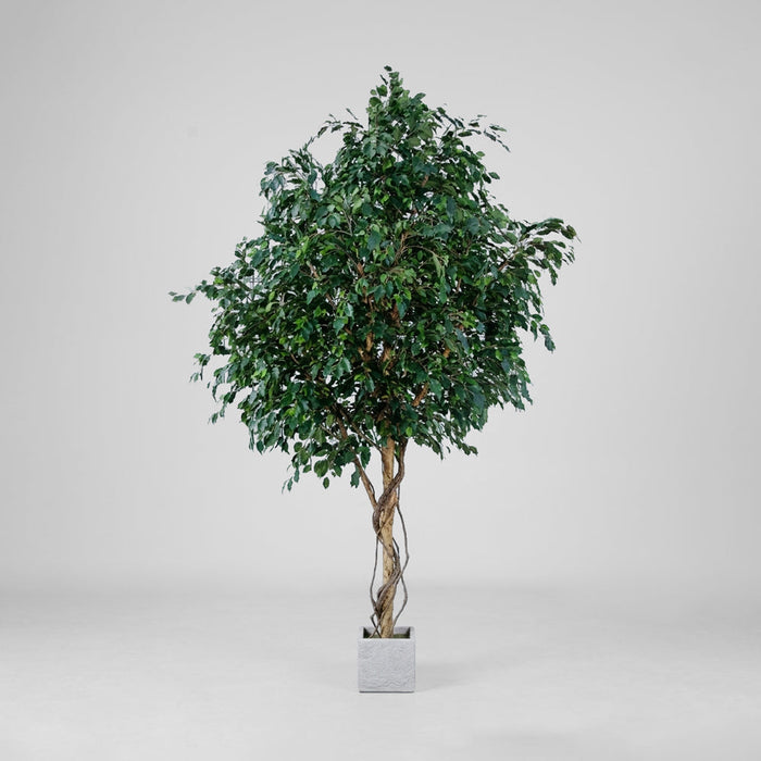 Ficus Exotica Giant Tree 3.05m
