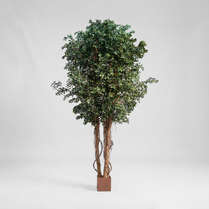 Ficus Retusa Giant 3.05m