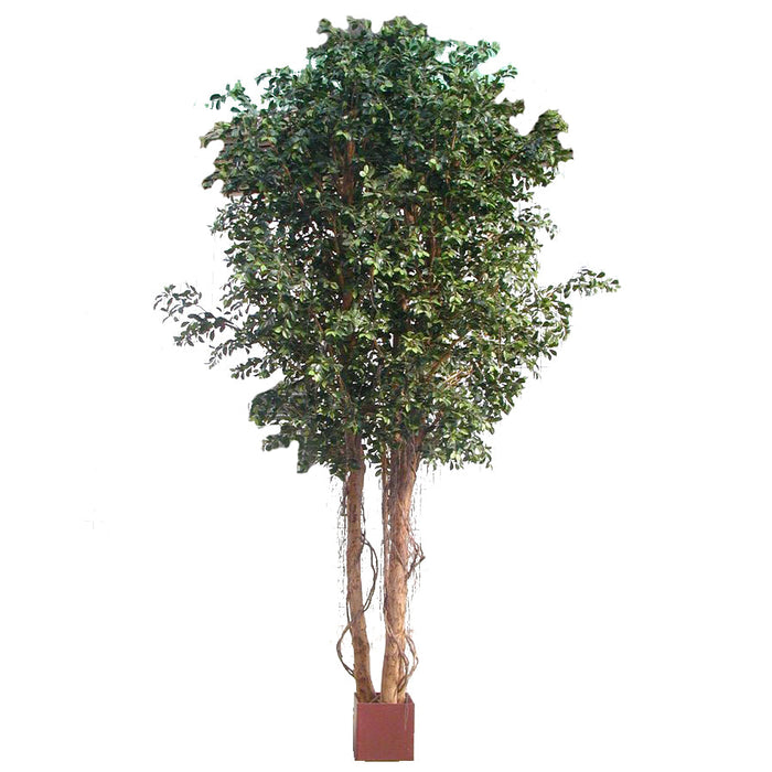Ficus Retusa Giant 3.05m