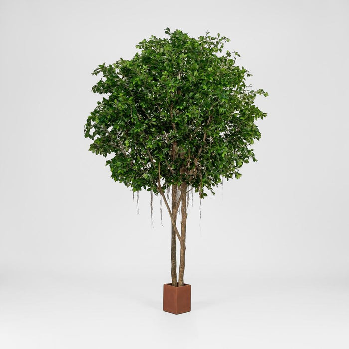 Ficus Retusa Giant Round 3.05m