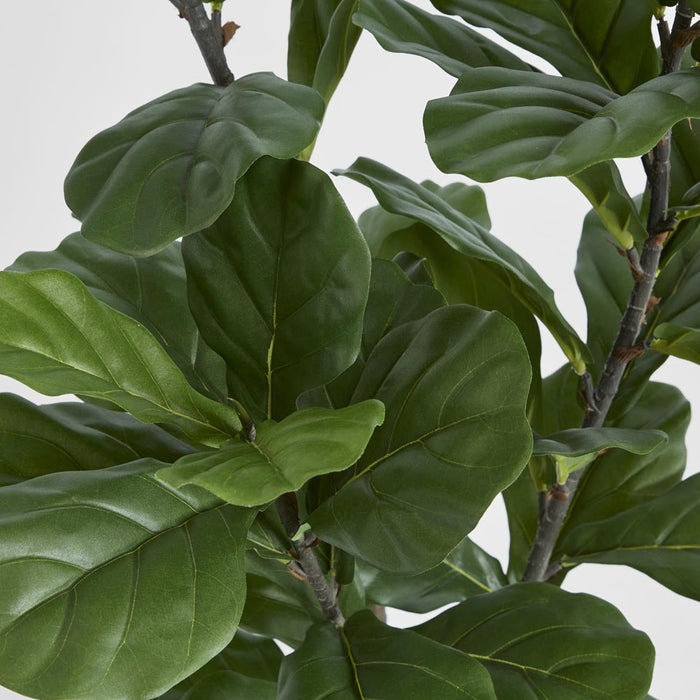 Fiddle Leaf Tree 1.33m
