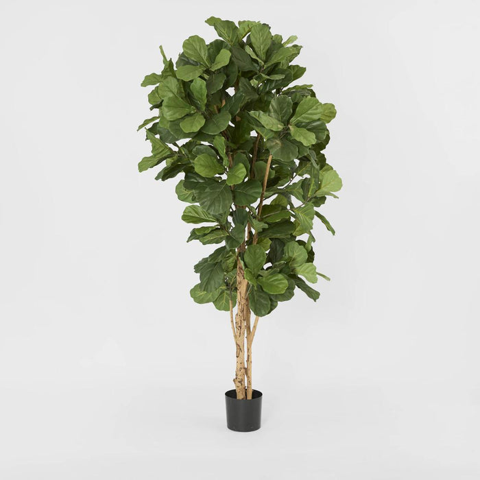 Fiddle Leaf Tree 2m