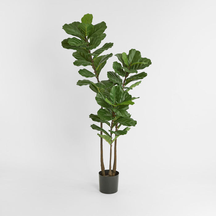 Fiddle Leaf Tree 1.6m