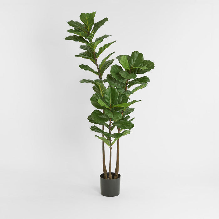 Fiddle Leaf Tree 1.6m