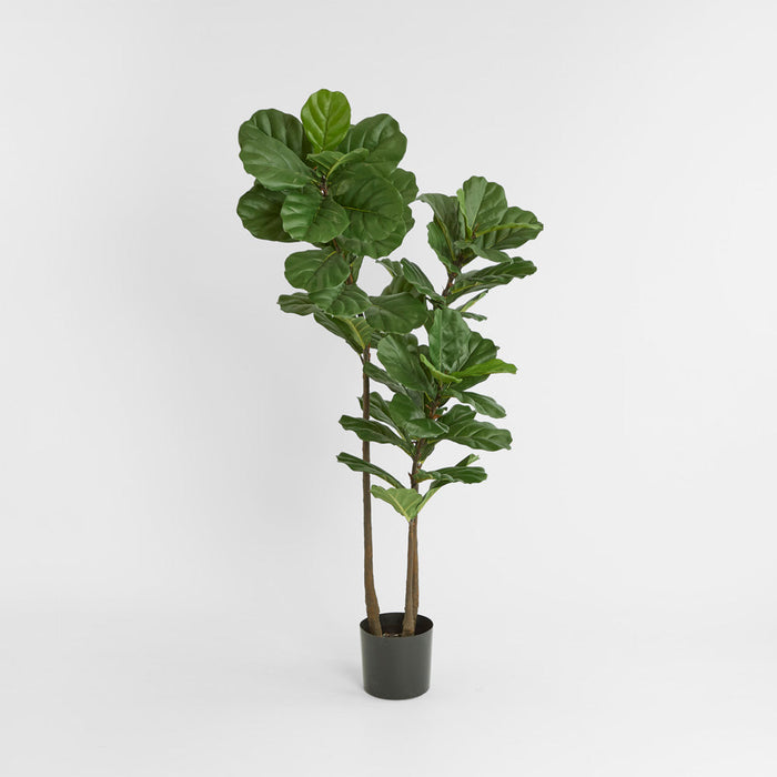 Fiddle Leaf Tree 1.6m