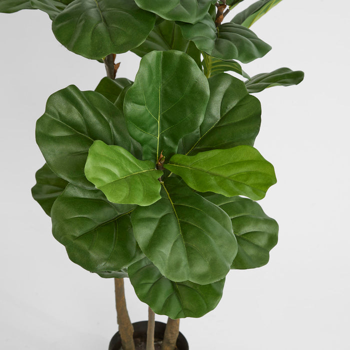 Fiddle Leaf Tree 1.6m