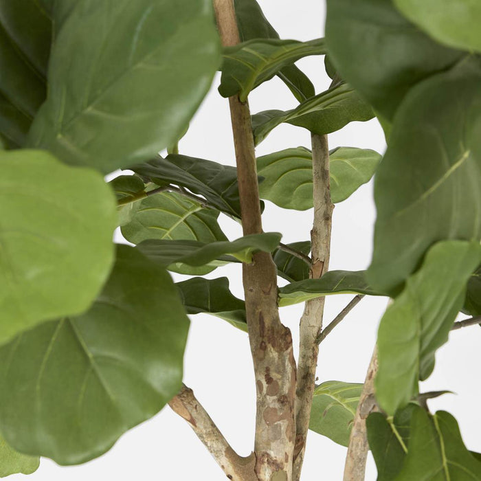 Fiddle Leaf Fig Tree 2m