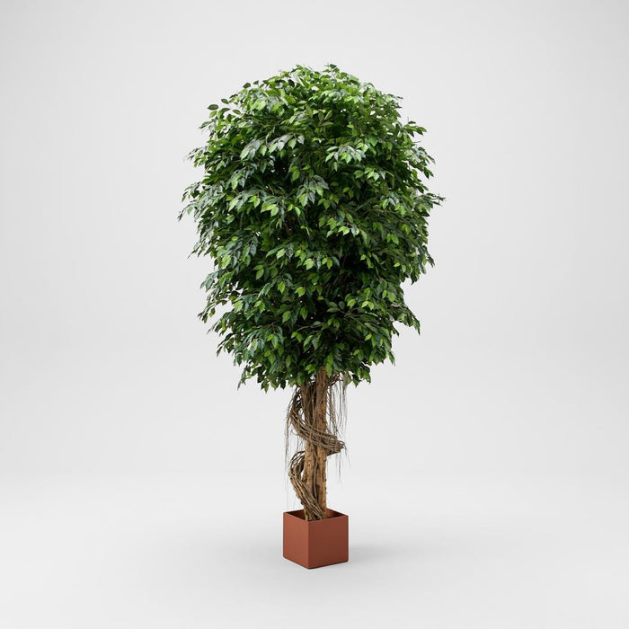 Giant Fat Ficus Tree 6.1m
