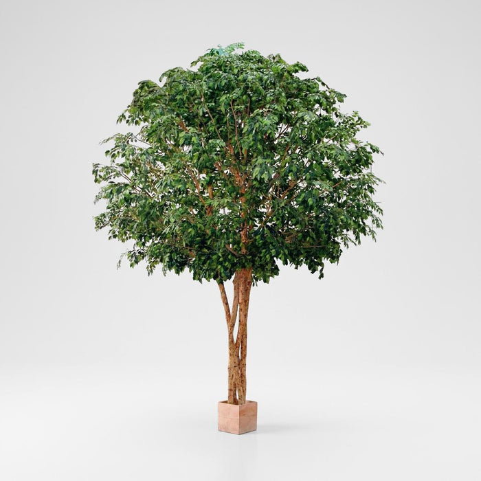 Giant Ficus 7.9m