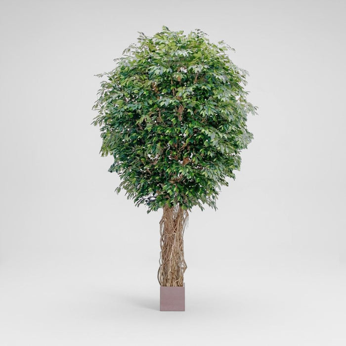 Giant Fat Ficus Liana Tree 6.1m