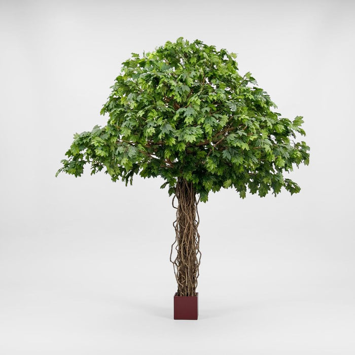 Giant Maple Liana Tree 5.5m
