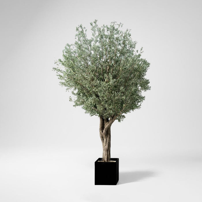 6m Giant Olive Tree