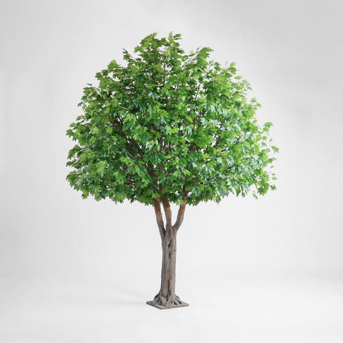 Giant Maple Tree 5.7m
