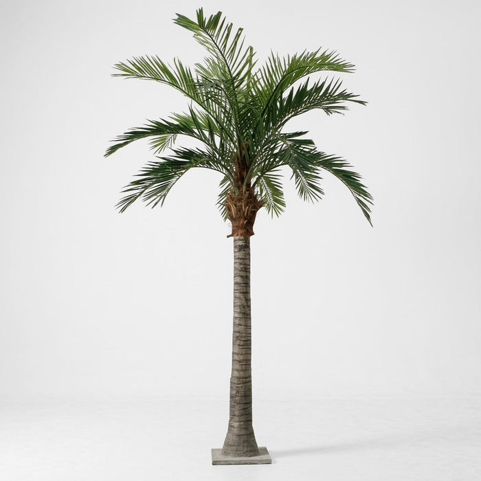 Coconut Palm 5.5m