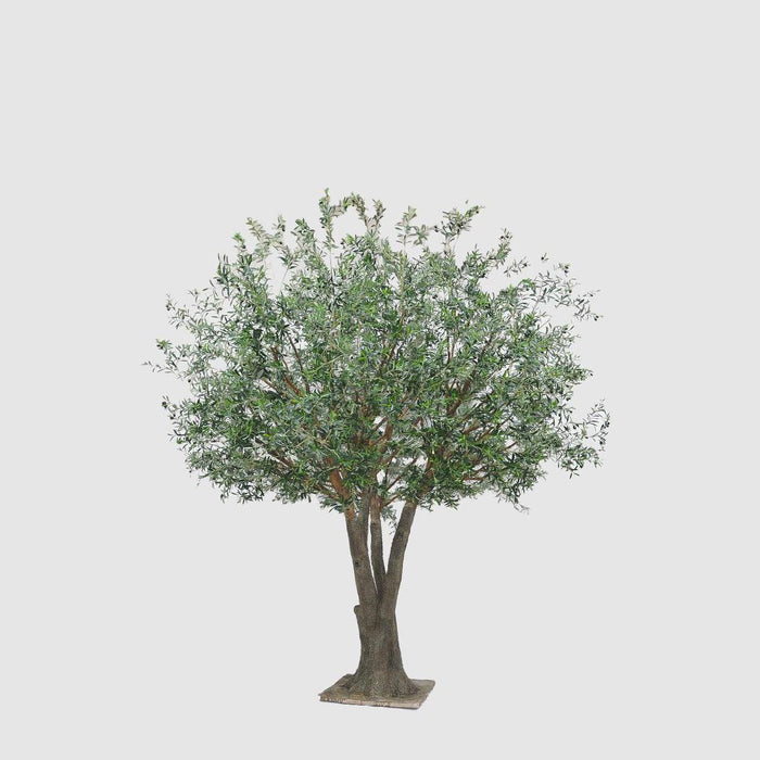 2.5m Giant Olive Tree w/13804 Lvs and 288 Fruits UV Coated