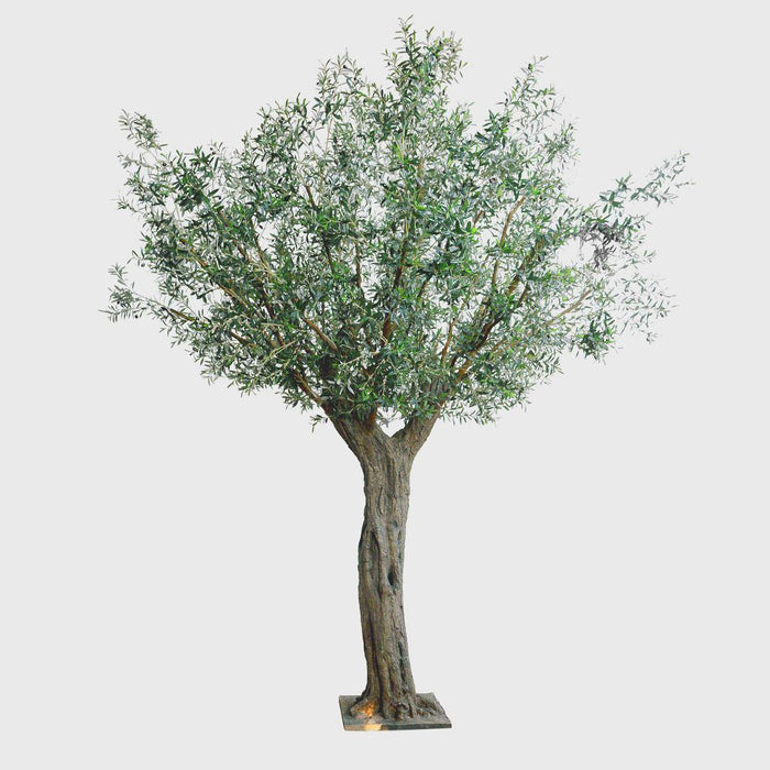 335cm Giant Olive Tree w 24888 Lvs 552 Fruits UV Coated