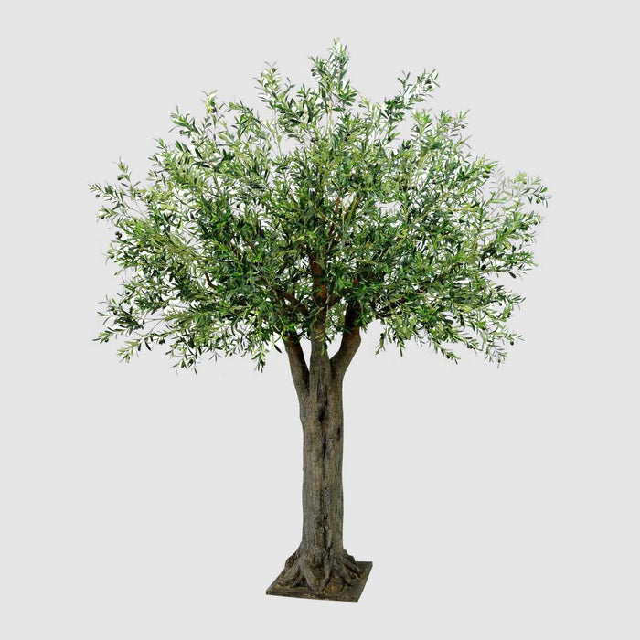 Olive Giant Tree 16524 Lvs 336 Fruits