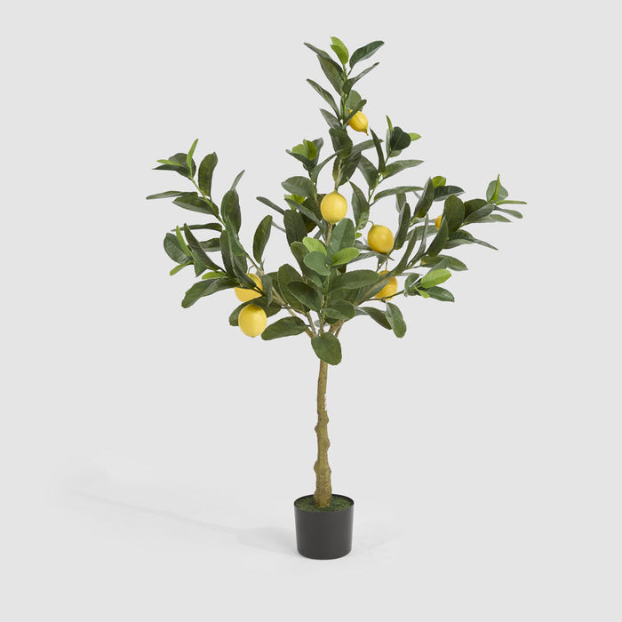Lemon Tree UV Coated 124cm