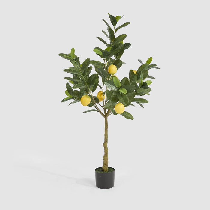Lemon Tree UV Coated 124cm