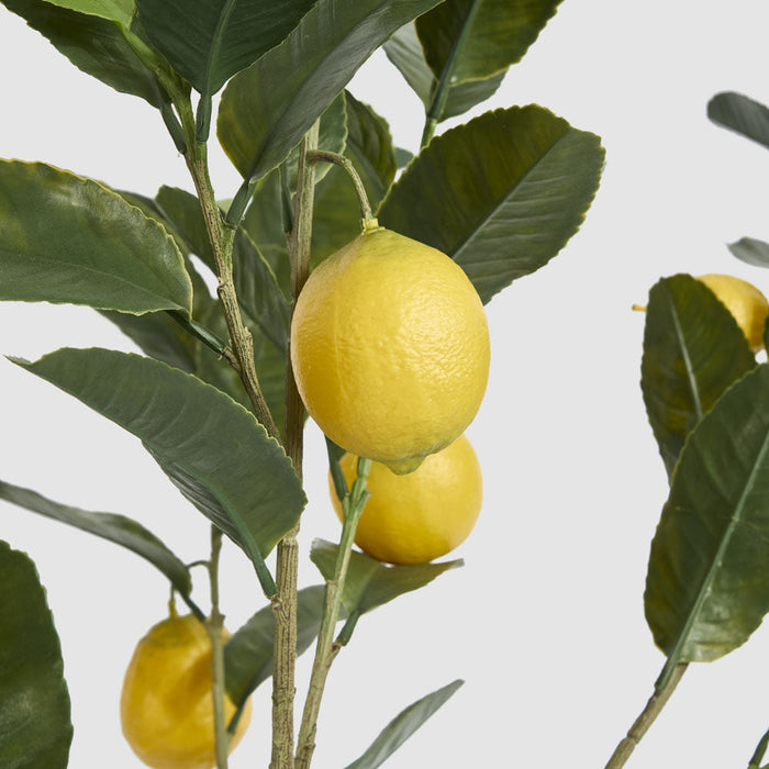 Lemon Tree UV Coated 124cm