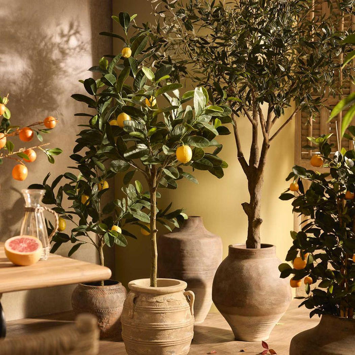 Lemon Tree UV Coated 124cm