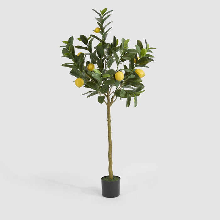 Lemon Tree UV Coated 150cm