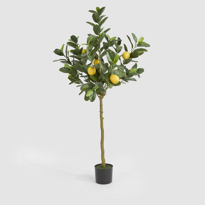 Lemon Tree UV Coated 150cm