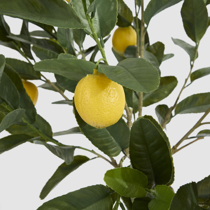 Lemon Tree UV Coated 150cm