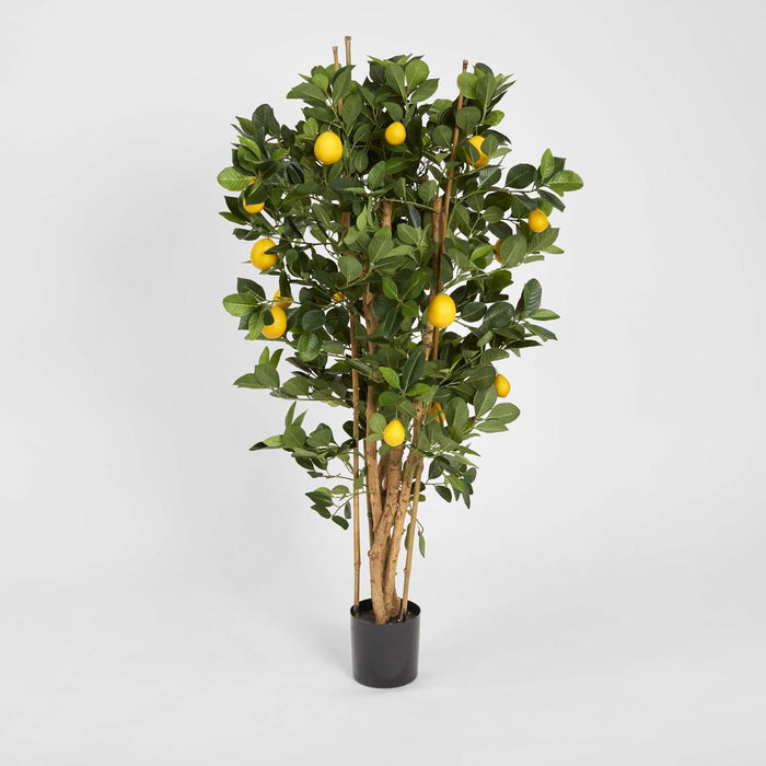 Lemon Tree 1.15m