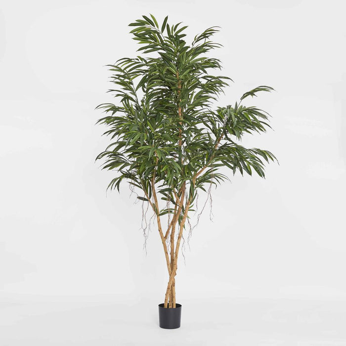 210cm Longifolia Tree