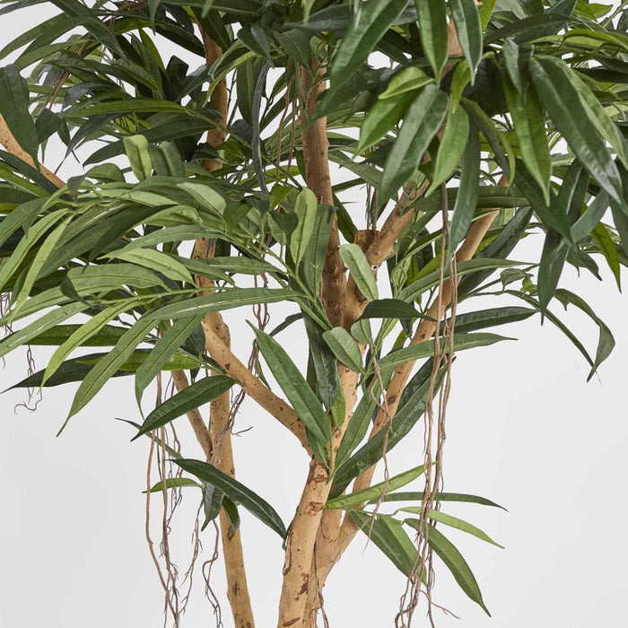 210cm Longifolia Tree