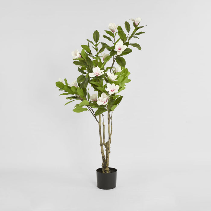 Magnolia Tree in Black Pot