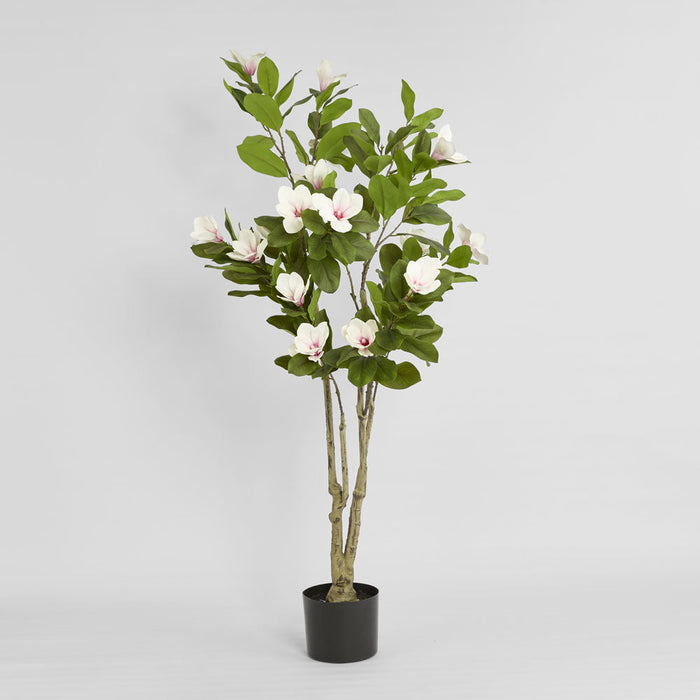 Magnolia Tree in Black Pot
