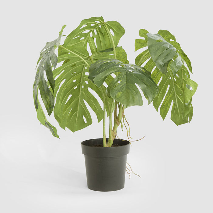 Monstera Variegated Plant