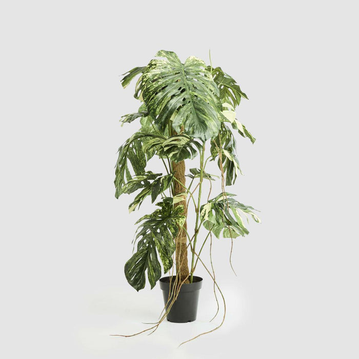 Monstera Variegated Tree