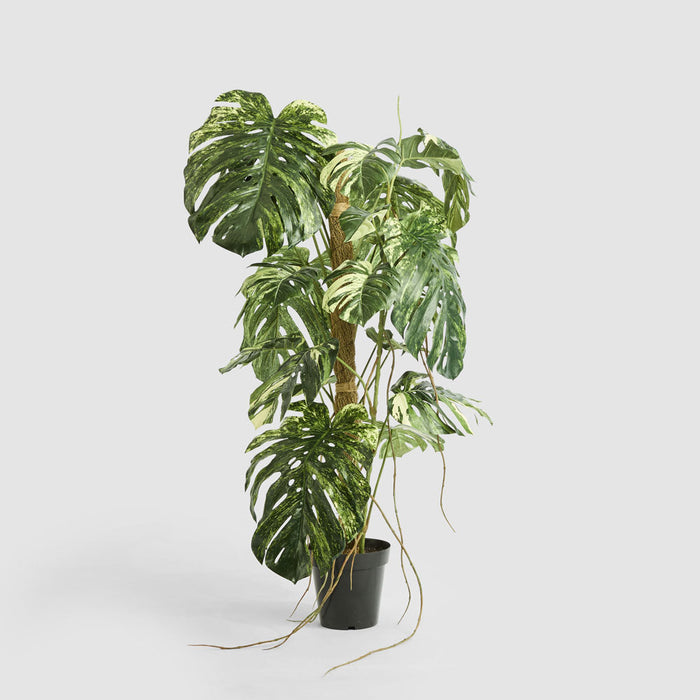 Monstera Variegated Tree
