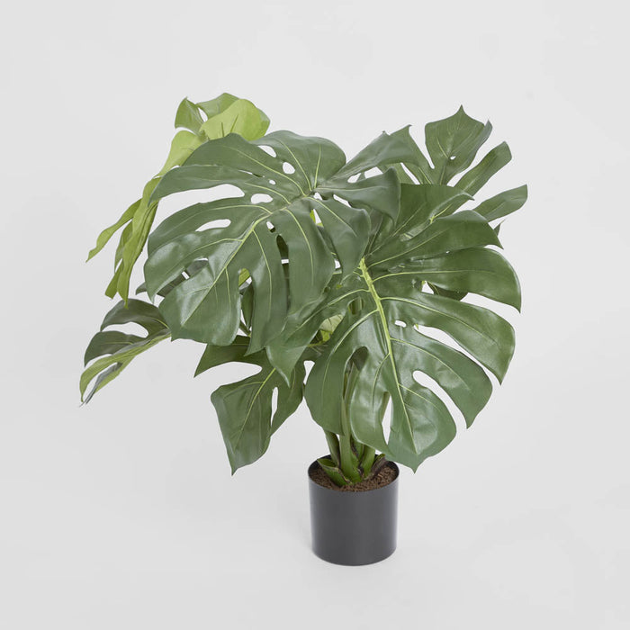 Monstera Split Philo Potted 63cm