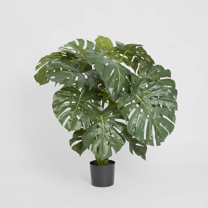 Monstera Split Philo 98cm