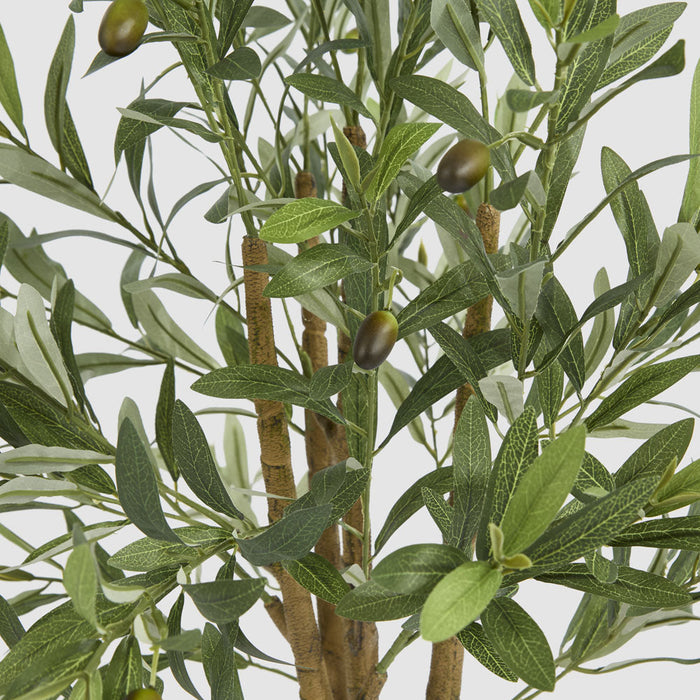 Olive Tree In Black Plastic 90Cm