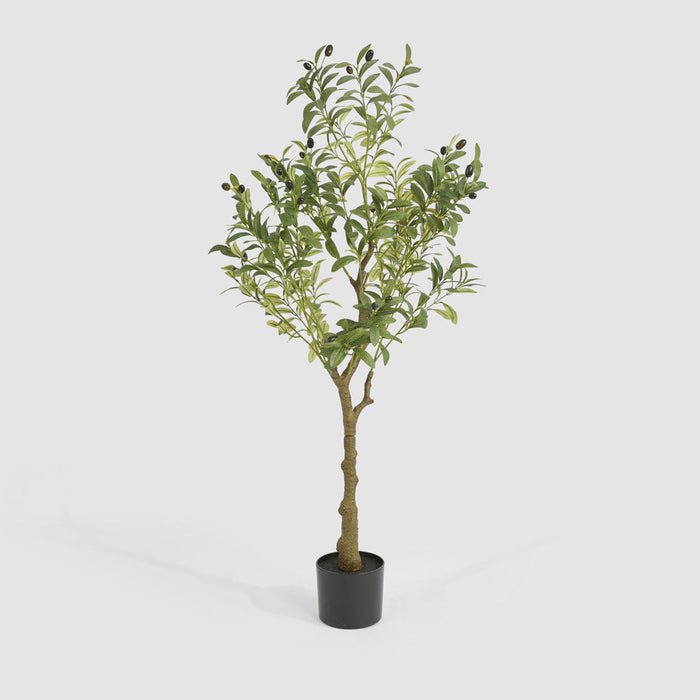 Olive Tree In Black Plastic Pot 120cm