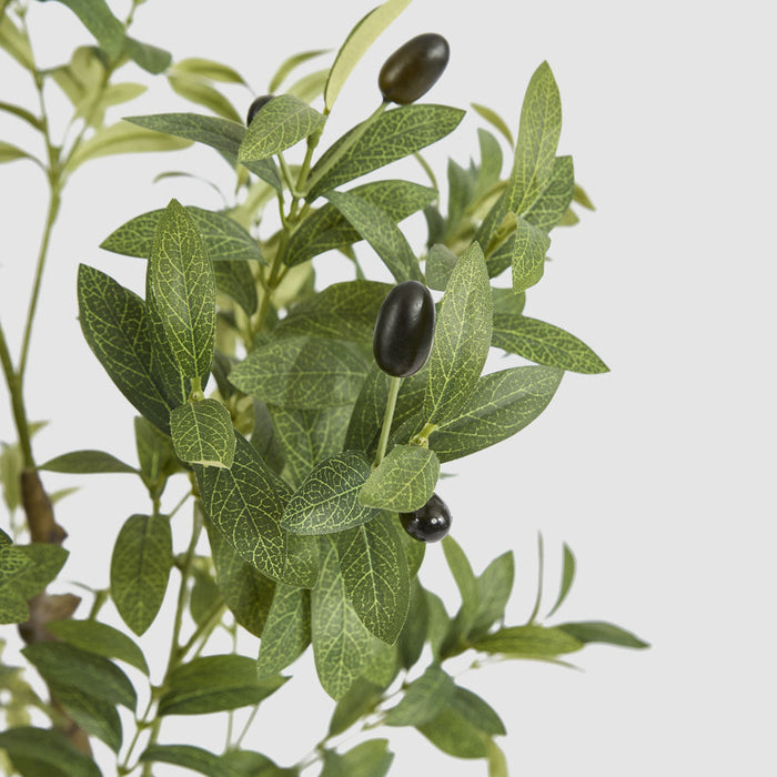Olive Tree In Black Plastic Pot 120cm