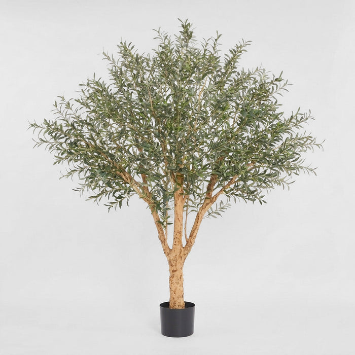 150cm Olive Tree