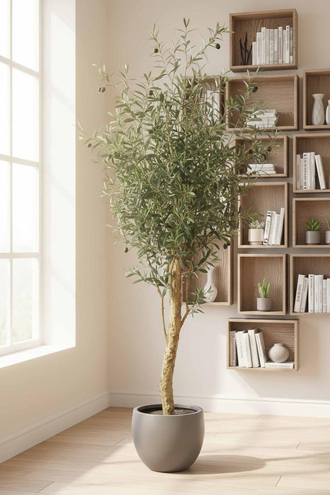150cm Olive Tree