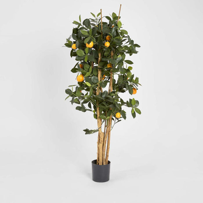 Golden Orange Tree 1.15m