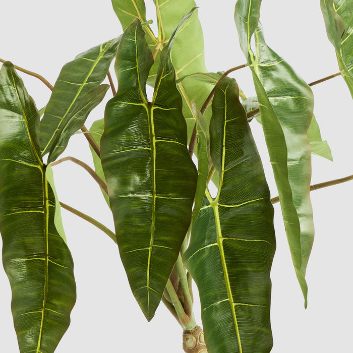 Potted Philodendron Spiritus Sancti Plant 104cm