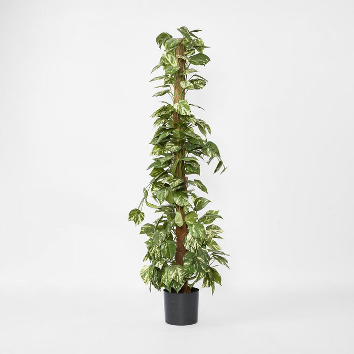 Pothos Vines on Coconut Pole 1.5m