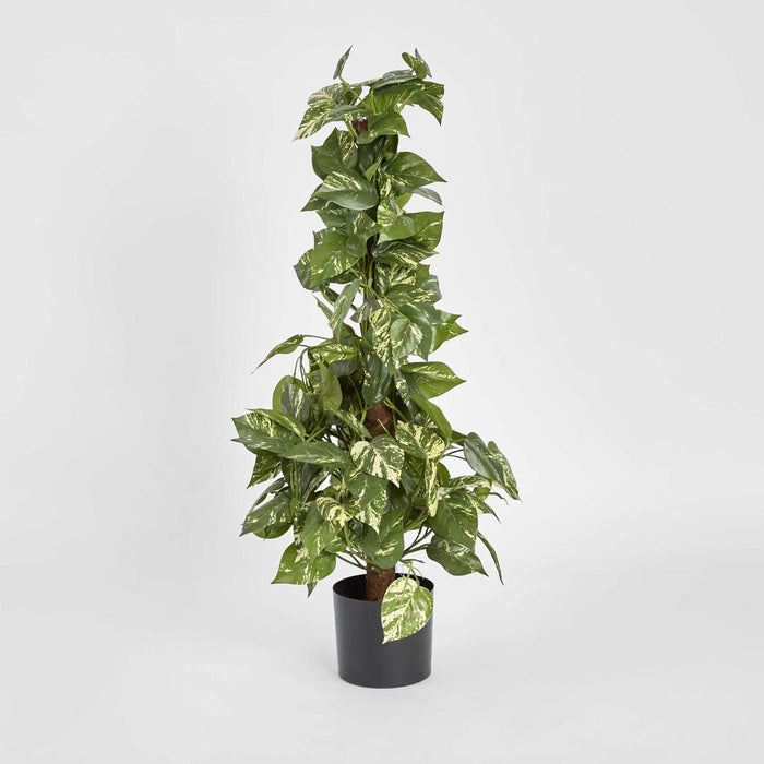 Pothos Vines on Coconut Pole 90cm